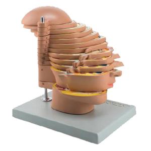 Altay® Head/MRI Model