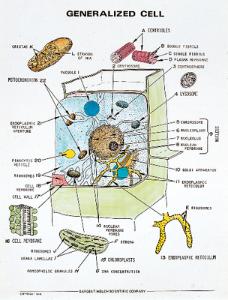 Generalized Cell Bio-Key™ Chart