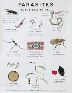 Parasites Chart | Sargent Welch