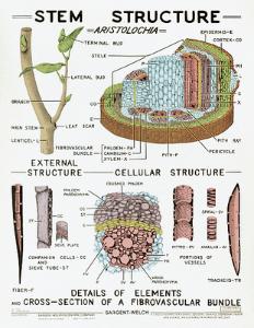 Stem Structure Chart | Sargent Welch