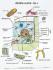 Generalized Cell Bio-Key™ Chart